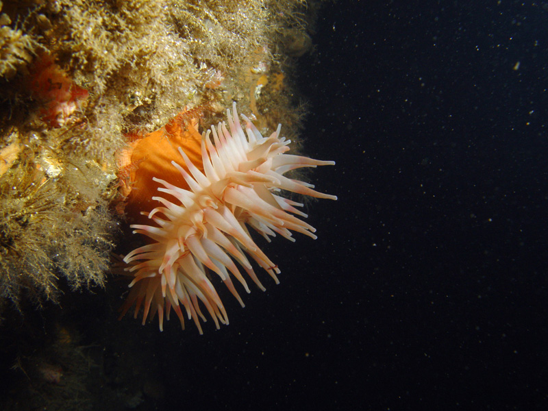 картинка картинка