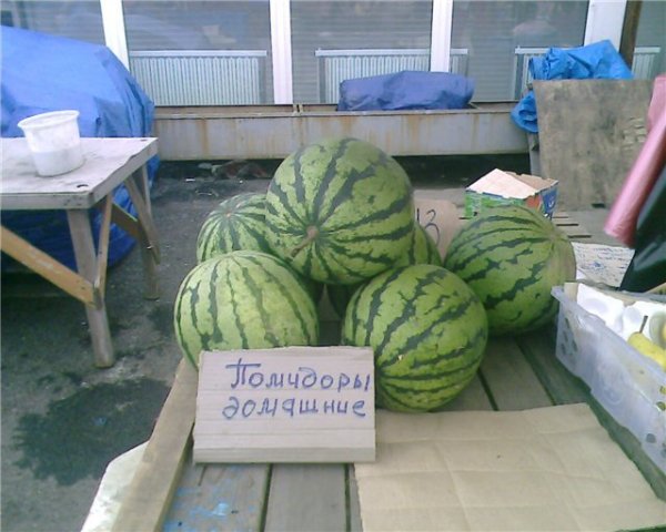 помидор помидор