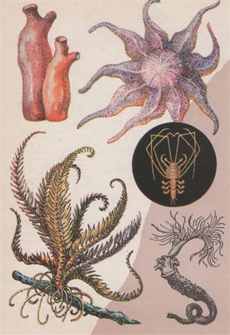 Баренцево 2 Баренцево 2