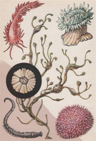 Баренцево 4 Баренцево 4