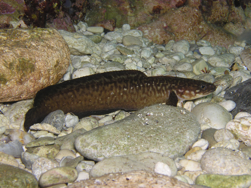 Налим Черноморский! Налим Черноморский!