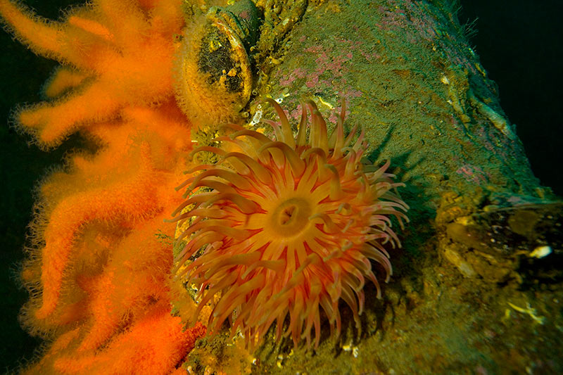 Актиния и мягкие кораллы Актиния и мягкие кораллы