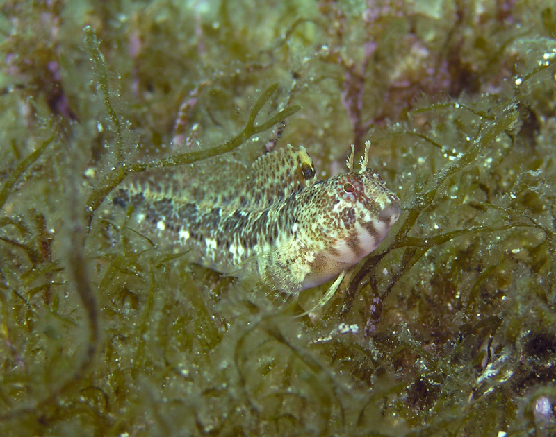 Морская , Черноморская собачка! Морская , Черноморская собачка!