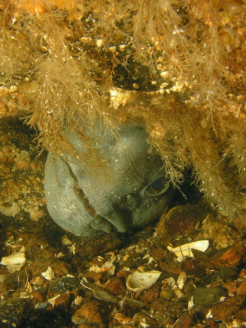 Белое море Белое море