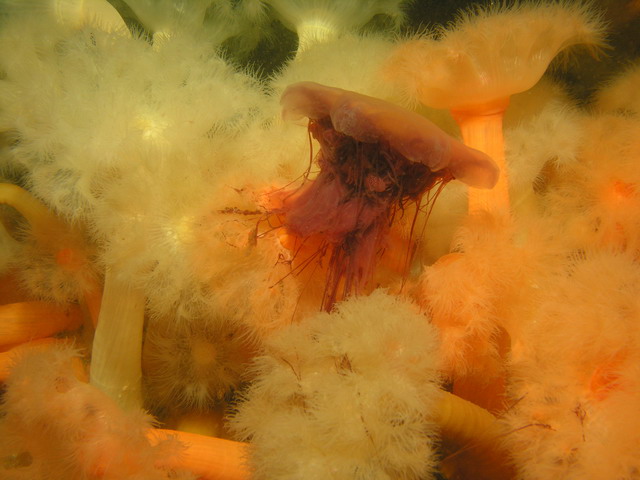 Белое море Белое море