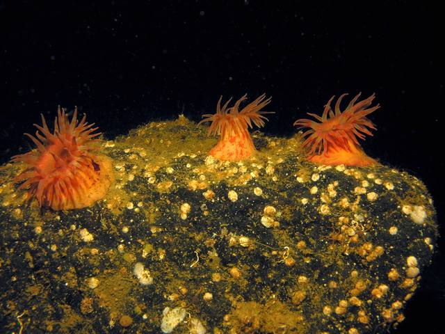 Белое море Белое море