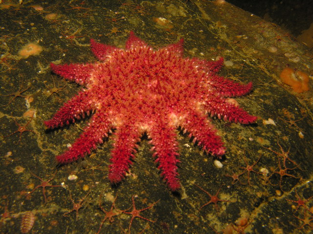 Белое море Белое море