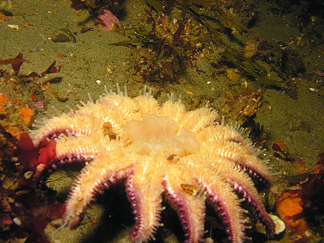 Белое море Белое море