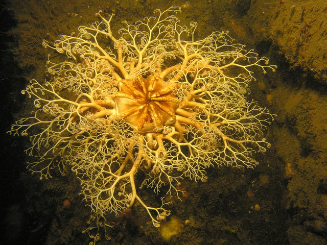 Белое море Белое море