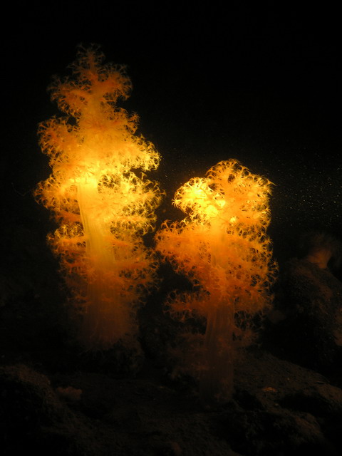 Белое море Белое море