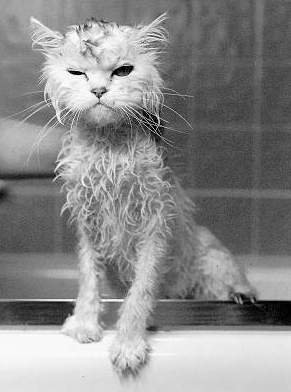 водокот водокот