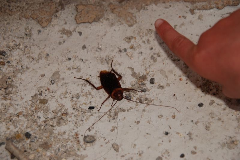 Мальта 04.2008 Мальта 04.2008