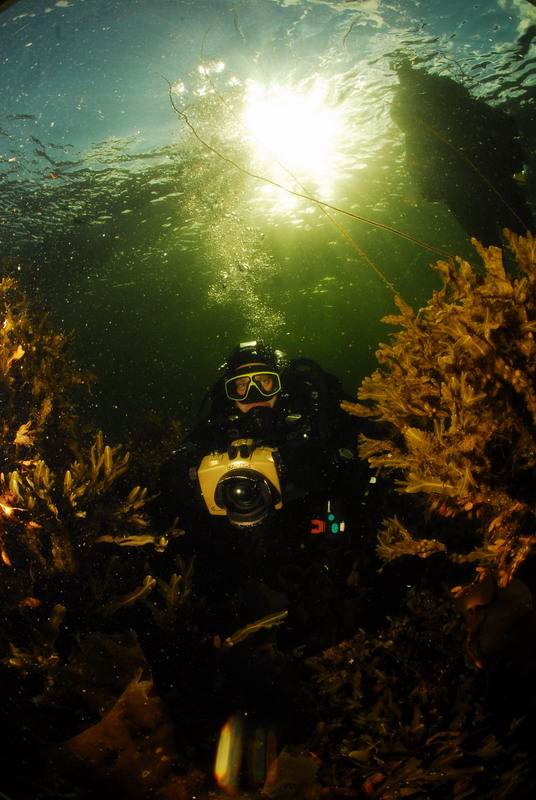 В зарослях фукусов и ламинарии. В зарослях фукусов и ламинарии.