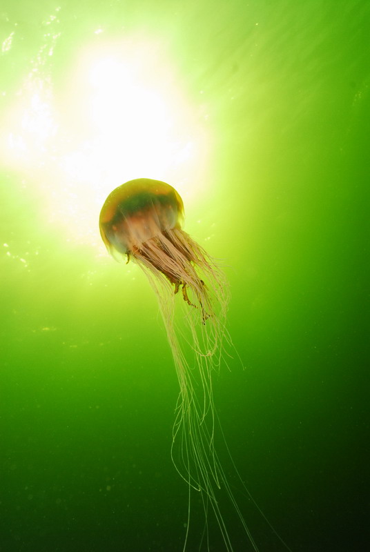 Медуза. Медуза.