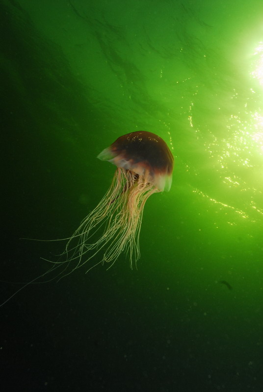 Медуза. Медуза.