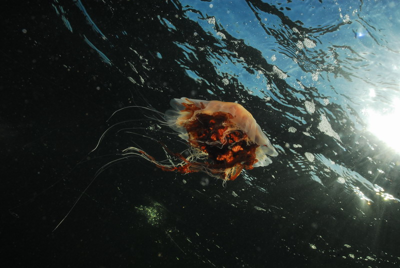 Медуза. Медуза.