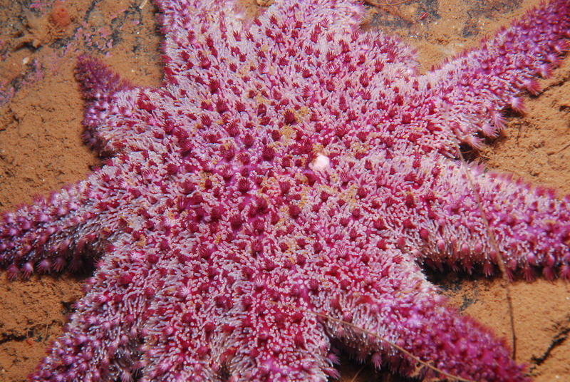 Звезда. Звезда.