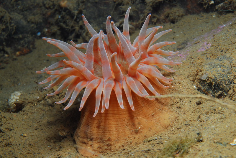 Актиния. Актиния.