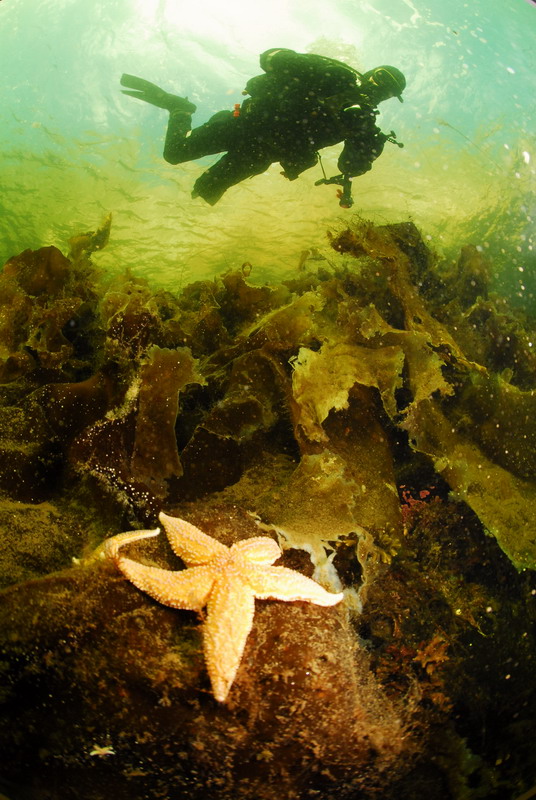 Дайвер, звезда и ламинарии. Дайвер, звезда и ламинарии.