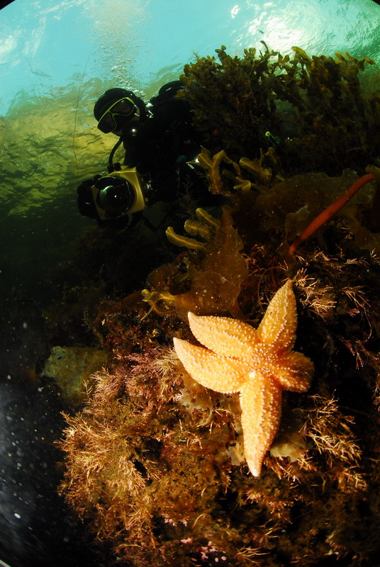 Дайвер, звезда и ламинарии. Дайвер, звезда и ламинарии.