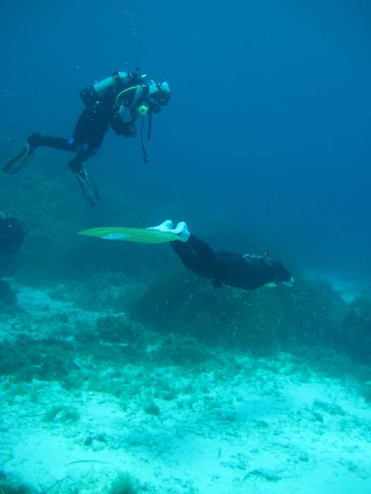 фридайвер фридайвер