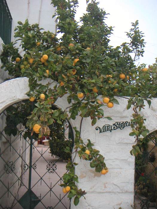 лимоны лимоны