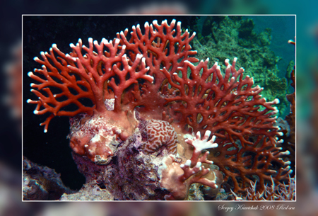 Красное море март 2008 Красное море март 2008