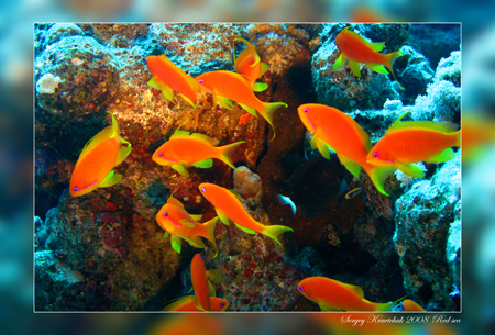 Красное море март 2008 Красное море март 2008