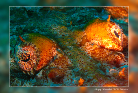 Красное море март 2008 Красное море март 2008