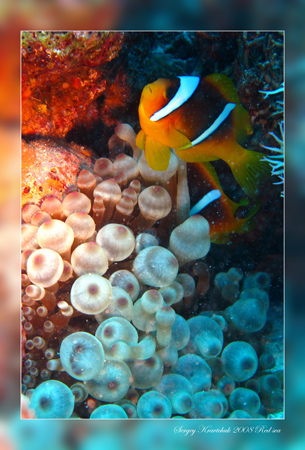 Красное море март 2008 Красное море март 2008