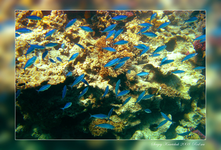 Красное море март 2008 Красное море март 2008