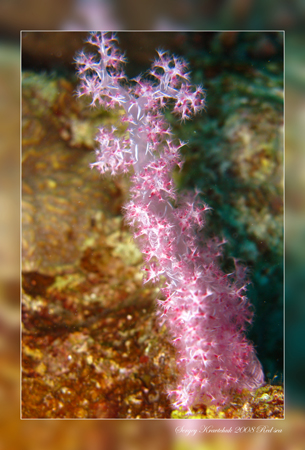 Красное море март 2008 Красное море март 2008