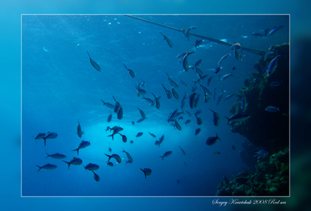 Красное море март 2008 Красное море март 2008