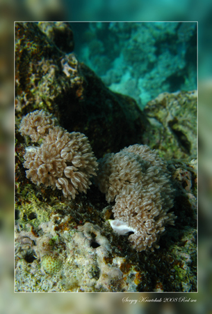 Красное море март 2008 Красное море март 2008