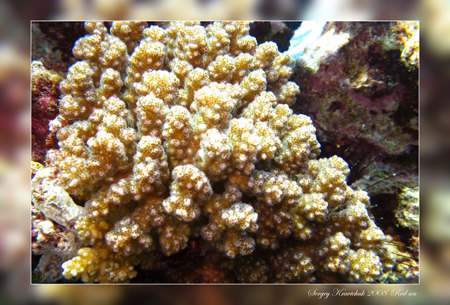 Красное море март 2008 Красное море март 2008