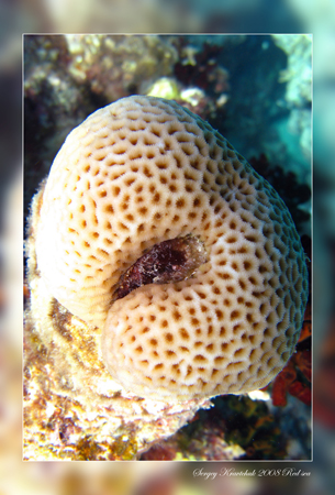 Красное море март 2008 Красное море март 2008