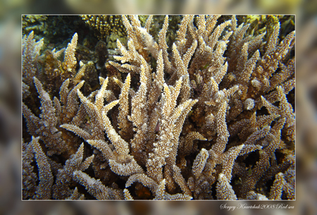 Красное море март 2008 Красное море март 2008