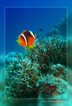 Красное море март 2008 Красное море март 2008