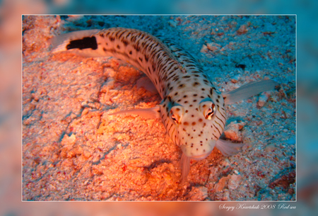 Красное море март 2008 Красное море март 2008