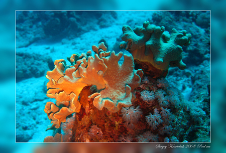 Красное море март 2008 Красное море март 2008