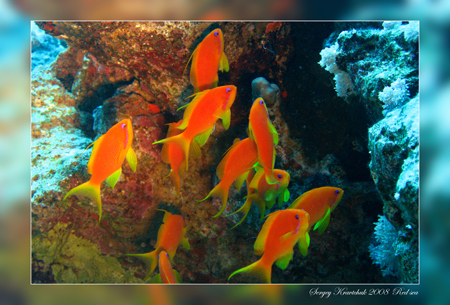 Красное море март 2008 Красное море март 2008