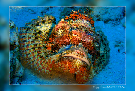 Красное море март 2008 Красное море март 2008