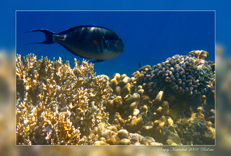 Красное море март 2008 Красное море март 2008