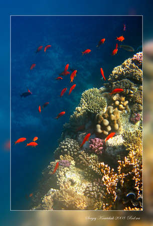 Красное море март 2008 Красное море март 2008