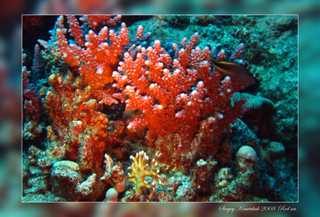 Красное море март 2008 Красное море март 2008