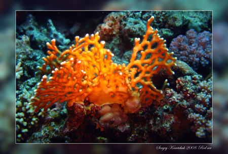 Красное море март 2008 Красное море март 2008