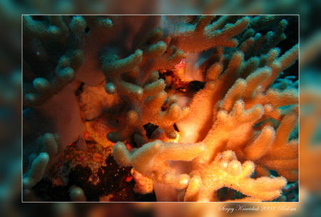 Красное море март 2008 Красное море март 2008