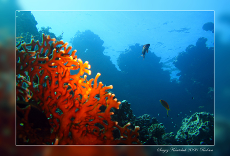 Красное море март 2008 Красное море март 2008