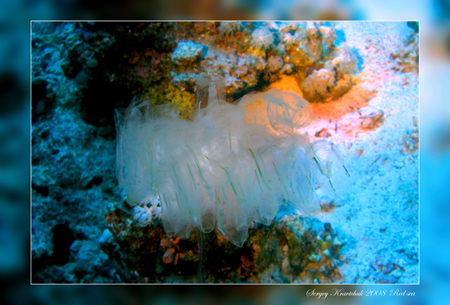 Красное море март 2008 Красное море март 2008