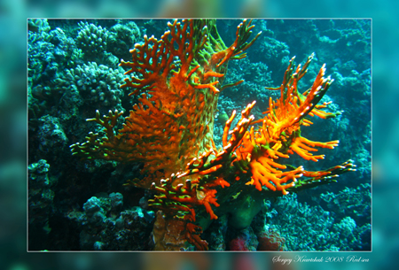 Красное море март 2008 Красное море март 2008